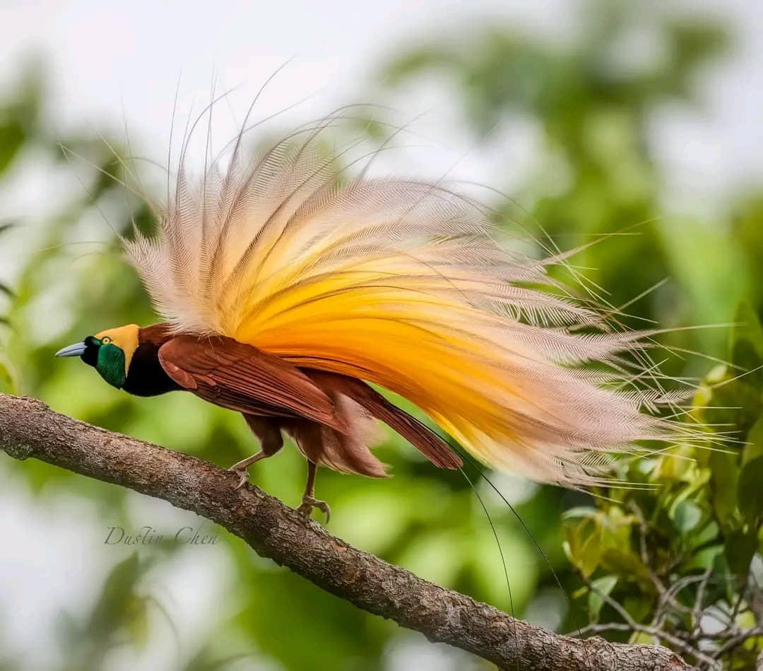 Hagaulo Forest Bird Watching